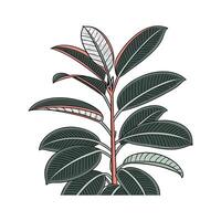 Charming Rubber Plant Ficus Elastica Art vector