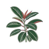 Distinctive Rubber Plant Ficus Elastica Unique Design vector