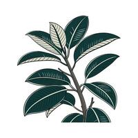 Charming Rubber Plant Ficus Elastica Unique Design. vector