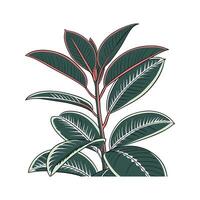 Charming Rubber Plant Ficus Elastica Unique Design vector