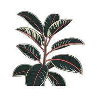 Beautiful Rubber Plant Ficus Elastica Display vector