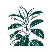 Charming Rubber Plant Ficus Elastica Display vector