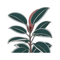 Distinctive Rubber Plant Ficus Elastica Illustration vector