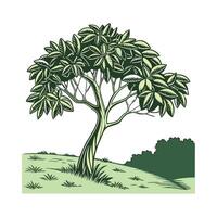 Elegant Rubber Tree Display vector