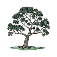 Stunning Rubber Tree Display on White vector
