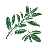 Charming Sage Plant Display vector