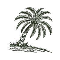 Stunning Sago Palm on White Background vector