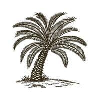 Elegant Sago Palm Display vector