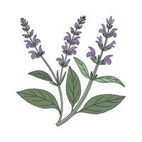 Elegant Salvia Salvia Display vector