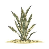 Charming Sansevieria Laurence Laurentii Plant Illustration vector