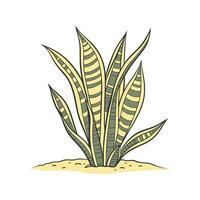 Charming Sansevieria Trifasciata Golden Hahnii Unique Design vector