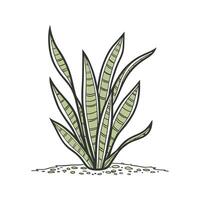 Elegant Sansevieria Trifasciata on White vector
