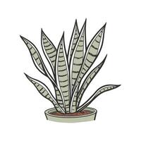 Charming Sansevieria Trifasciata on White vector