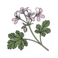 Charming Scented Geranium on White vector