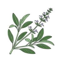 Charming Scented Sage on White Background vector