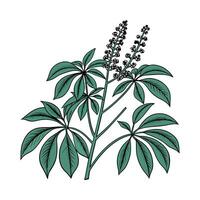Charming Schefflera Amate Plant vector
