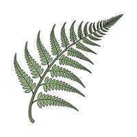 Charming Schusters Fern Davallia Plant vector