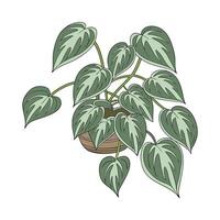 Beautiful Scindapsus Plant Display vector
