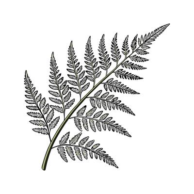 Vibrant Schusters Fern Davallia on White