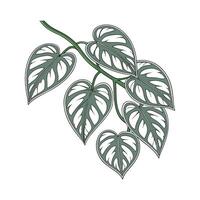 Stunning Scindapsus on White Background vector