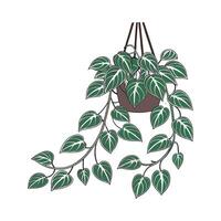 Elegant Scindapsus Plant Display vector