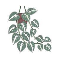 Vibrant Scindapsus Plant Illustration vector