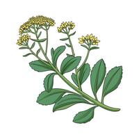 Charming Sedum Plant on White vector