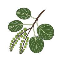 Elegant Sea Grape Coccoloba Display vector