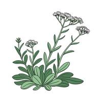 Distinctive Sedum Plant Illustration vector