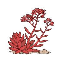 Elegant Sedum Rubrotinctum Display vector