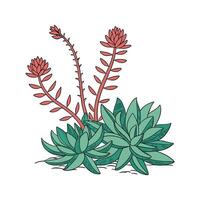 Charming Sedum Rubrotinctum on White vector