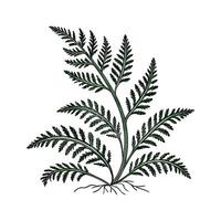 Charming Selaginella Kraussiana on White vector