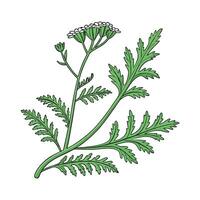 Charming Selaginella Plant Display vector