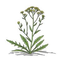 Charming Senecio Plant Display vector