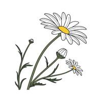 Charming Shasta Daisy on White vector