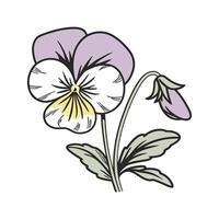 Charming Small Pansy on White vector