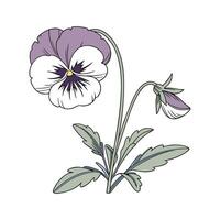 Beautiful Small Pansy Plant Display vector