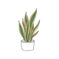 Vibrant Snake Plant Laurentii on White vector