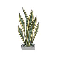 Stylish Snake Plant Laurentii Display vector