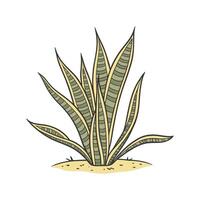Alluring Snake Plant with Clear Background vector