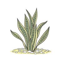 Stylish Snake Plant in Simple Design vector