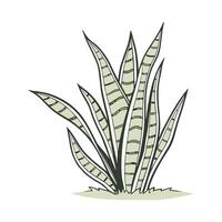 Sansevieria on White Background vector