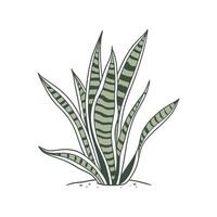 Refined Sansevieria Display on White vector