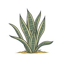 Elegant Sansevieria with Clean Design vector