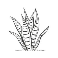Alluring Sansevieria in Simple Design vector