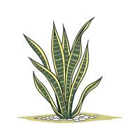 Gorgeous Trifasciata Display on White vector