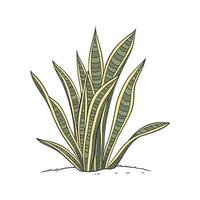 Charming Trifasciata Plant Display vector