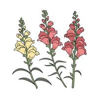 Beautiful Snapdragons on Bright Background vector