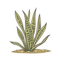 Alluring Trifasciata with Bright Aesthetic vector