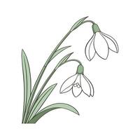 Charming Snowdrop Display on White vector